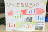 Cattle in Hungary